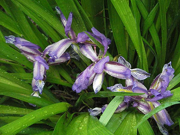 Iris graminea \ Pflaumenduft-Iris, Gras-Schwertlilie / Plum-scented Iris, Kroatien/Croatia Plitvička 3.6.2006