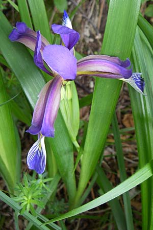 Iris graminea \ Pflaumenduft-Iris, Gras-Schwertlilie, Kroatien Plitvička 1.6.2008