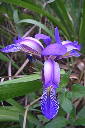 Iris graminea \ Pflaumenduft-Iris, Gras-Schwertlilie / Plum-scented Iris, Kroatien/Croatia Plitvička 1.6.2008