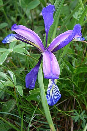 Iris graminea \ Pflaumenduft-Iris, Gras-Schwertlilie, Kroatien Učka 6.6.2008