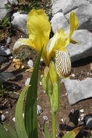 Iris variegata \ Bunte Schwertlilie, Kroatien Velebit Zavizan 30.6.2010