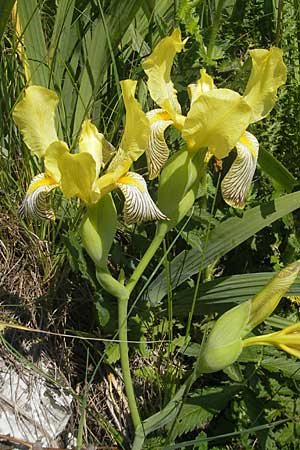 Iris variegata \ Bunte Schwertlilie, Kroatien Otočac 30.6.2010