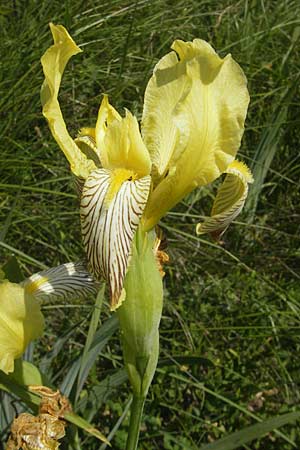 Iris variegata \ Bunte Schwertlilie / Hungarian Iris, Kroatien/Croatia Otočac 30.6.2010