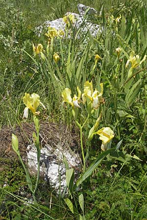 Iris variegata \ Bunte Schwertlilie / Hungarian Iris, Kroatien/Croatia Otočac 30.6.2010