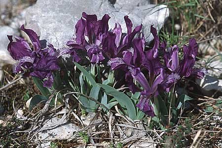 Iris adriatica \ Adriatische Schwertlilie, Kroatien Šibenik 2.4.2006