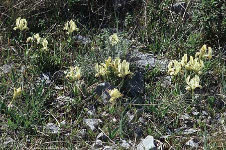 Iris adriatica \ Adriatische Schwertlilie / Adriatic Iris, Kroatien/Croatia Šibenik 8.4.2006