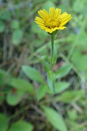 Buphthalmum salicifolium \ Weidenblttriges Ochsenauge, Rindsauge, Kroatien Istrien, Groznjan 11.8.2016