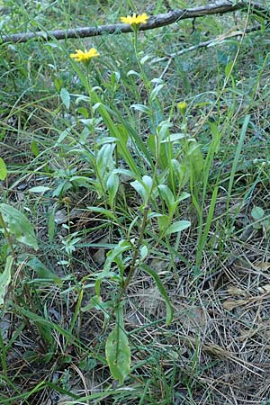 Buphthalmum salicifolium \ Weidenblttriges Ochsenauge, Rindsauge / Yellow Ox-Eye, Kroatien/Croatia Istrien/Istria, Groznjan 11.8.2016