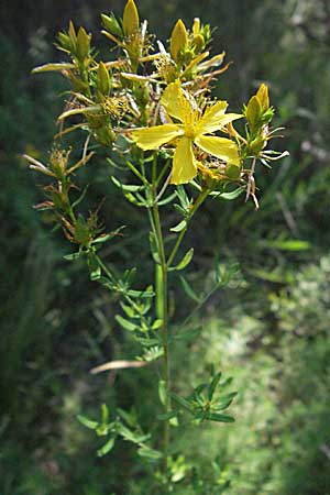 Hypericum perforatum \ Echtes Johanniskraut, Tpfel-Hartheu / Perforate St. John's-Wort, Kroatien/Croatia Senj 16.7.2007