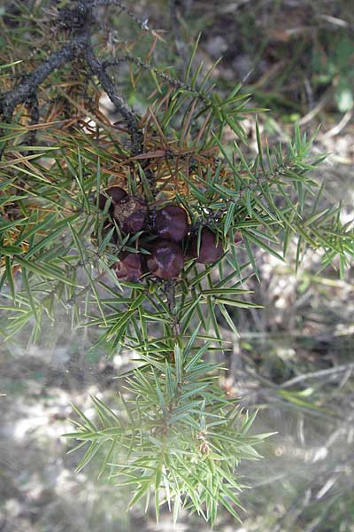 Juniperus oxycedrus \ Zedern-Wacholder, Kroatien Istrien, Gračišće 15.7.2007