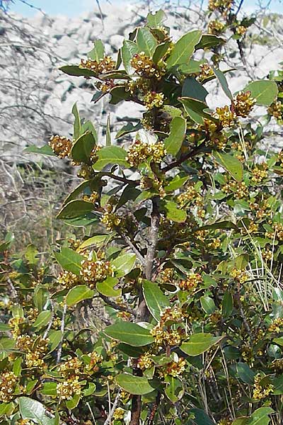 Phillyrea latifolia \ Breitblttrige Steinlinde / Broad-Leaved Phillyrea, Kroatien/Croatia Šibenik 2.4.2006