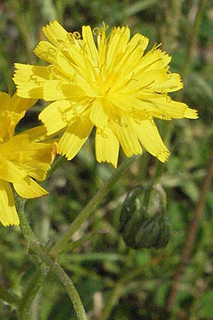 Crepis vesicaria subsp. vesicaria ? \ Blasen-Pippau / Beaked Hawk's-Beard, Kroatien/Croatia Istrien/Istria, Poreč 26.5.2006