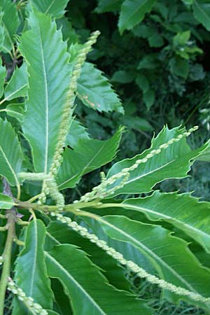 Castanea sativa \ Edel-Kastanie, Ess-Kastanie / Sweet Chestnut, Kroatien/Croatia Istrien/Istria, Gračišće 5.6.2008