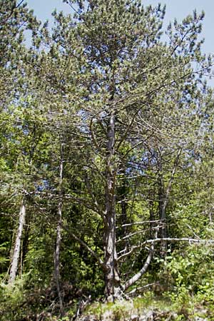 Pinus nigra \ Schwarz-Kiefer, Kroatien Učka 28.6.2010