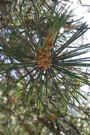 Pinus nigra \ Schwarz-Kiefer, Kroatien Učka 28.6.2010