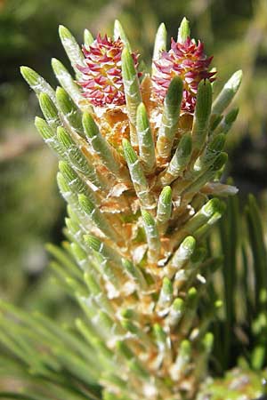 Pinus mugo \ Legfhre, Latschen-Kiefer / Dwarf Mountain Pine, Kroatien/Croatia Velebit Zavizan 30.6.2010