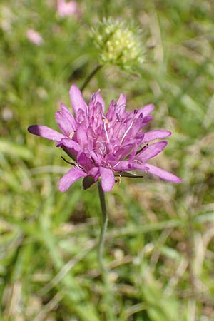 Knautia integrifolia \ Einjhrige Witwenblume, Kroatien Risnjak 14.8.2016