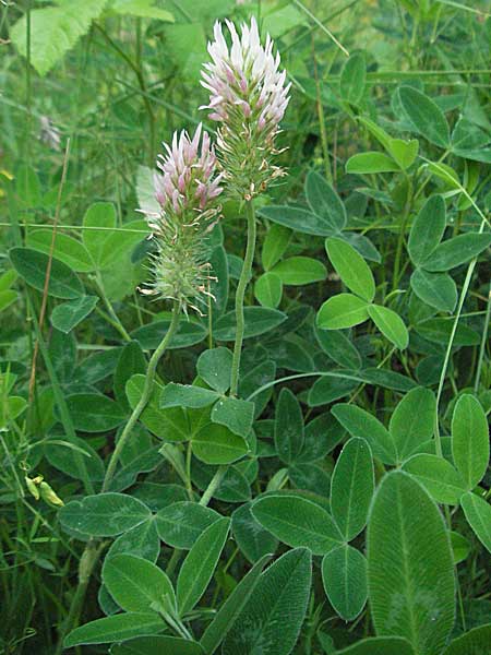 Trifolium incarnatum subsp. molinerii \ Molineris Inkarnat-Klee, Kroatien Istrien, Poreč 28.5.2006