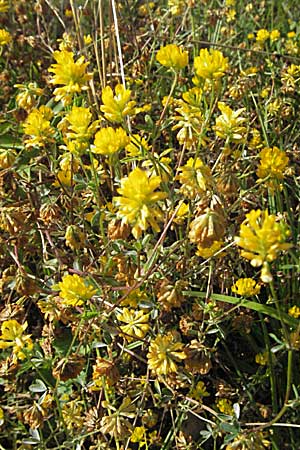 Trifolium patens \ Spreiz-Klee, Sdlicher Gold-Klee, Kroatien Gospic 17.7.2007