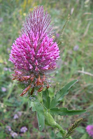 Trifolium rubens \ Purpur-Klee / Long-Spiked Trefoil, Red Trefoil, Kroatien/Croatia Učka, Vranja 4.6.2008