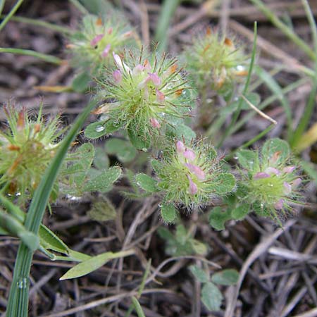 Trifolium lappaceum \ Kletten-Klee / Bur Clover, Burdock Clover, Kroatien/Croatia Istrien/Istria, Premantura 5.6.2008