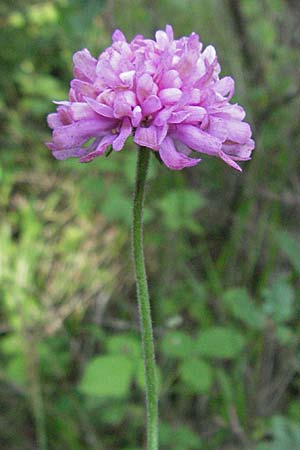 Knautia illyrica / Illyrian Scabious, Croatia Istria, Poreč 26.5.2006