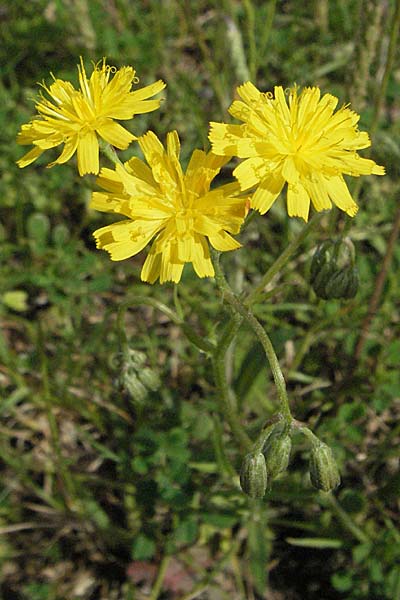 Crepis vesicaria subsp. vesicaria ? \ Blasen-Pippau, Kroatien Istrien, Poreč 26.5.2006