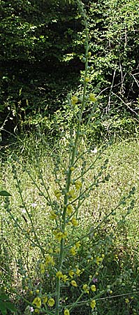 Verbascum densiflorum ? \ Grobltige Knigskerze, Kroatien Istrien, Rovinj 29.5.2006