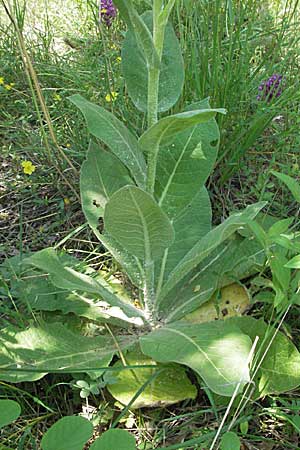 Verbascum densiflorum ? / Dense-flowered Mullein, Croatia Istria, Rovinj 29.5.2006