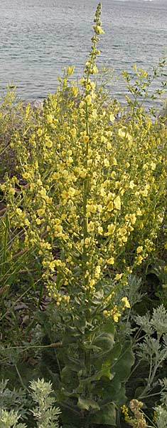 Verbascum speciosum / Hungarian Mullein, Croatia Senj 1.6.2006