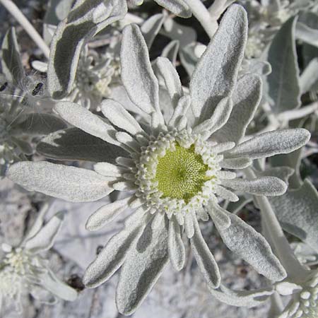 Pentanema verbascifolium subsp. verbascifolium \ Schneeweier Alant, Kroatien Šibenik 3.6.2008