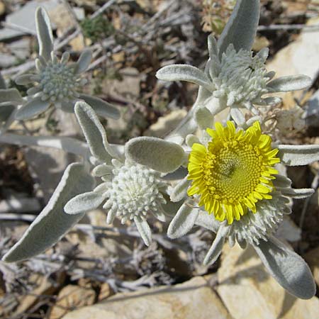 Pentanema verbascifolium subsp. verbascifolium \ Schneeweier Alant / White Fleabane, Downy Elecampagne, Kroatien/Croatia Šibenik 3.6.2008