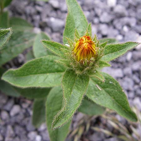 Pentanema hirtum \ Rauer Alant / Hairy Fleabane, Kroatien/Croatia Karlobag 3.6.2008