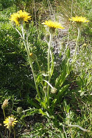 Crepis alpestris \ Alpen-Pippau, Voralpen-Pippau / Alpine Hawk's-Beard, Kroatien/Croatia Velebit Zavizan 30.6.2010