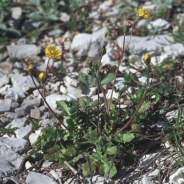 Crepis taraxicifolia ? \ Lwenzahnblttriger Pippau / Beaked Hawk's-Beard, Kroatien/Croatia Šibenik 2.4.2006