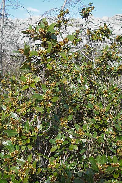 Phillyrea latifolia \ Breitblttrige Steinlinde, Kroatien Šibenik 2.4.2006