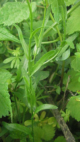 Arabis sagittata \ Pfeilblatt-Gnsekresse, Kroatien Istrien, Gračišće 27.5.2006