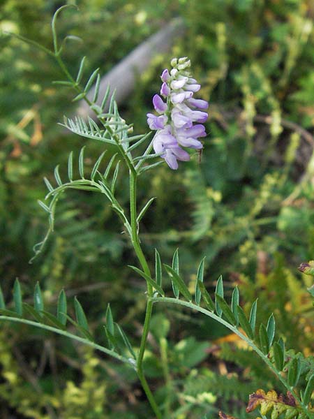 Vicia tenuifolia \ Feinblttrige Wicke, Kroatien Plitvička 18.7.2007