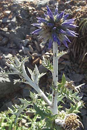 Echinops ritro \ Blaue Kugeldistel / Small Globe Thistle, Kroatien/Croatia Senj 16.7.2007