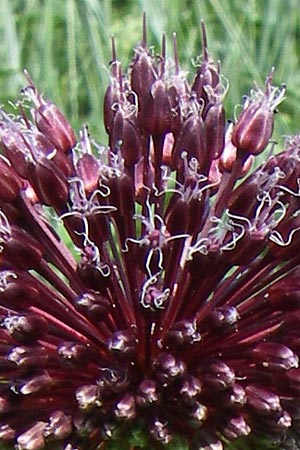 Allium atroviolaceum \ Schwarzviolett-Lauch, Kroatien Knin 2.6.2008