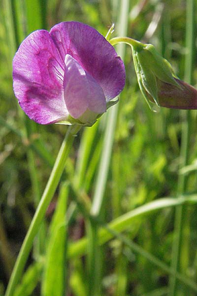 Lathyrus hirsutus \ Behaartfrchtige Platterbse / Hairy Vetchling, Kroatien/Croatia Istrien/Istria, Poreč 26.5.2006