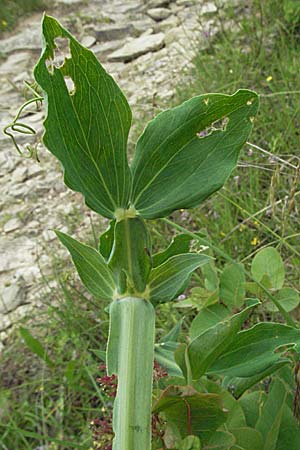 Lathyrus latifolius \ Breitblttrige Platterbse, Kroatien Istrien, Gračišće 27.5.2006