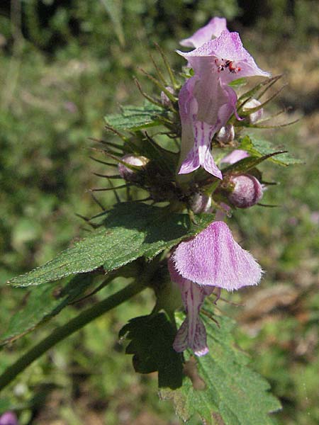 Lamium maculatum \ Gefleckte Taubnessel, Kroatien Istrien, Rovinj 29.5.2006