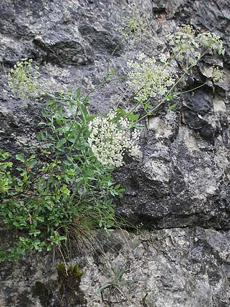 Laserpitium siler \ Berg-Laserkraut, Echter Bergkmmel, Kroatien Plitvička 3.6.2006