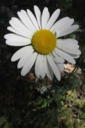 Leucanthemum adustum subsp. margaritae \ stliche Berg-Margerite, Berg-Wucherblume / Eastern Mountain Ox-Eye Daisy, Kroatien/Croatia Velebit 17.7.2007