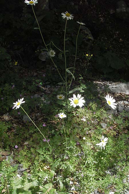 Leucanthemum adustum subsp. margaritae \ stliche Berg-Margerite, Berg-Wucherblume / Eastern Mountain Ox-Eye Daisy, Kroatien/Croatia Velebit 17.7.2007