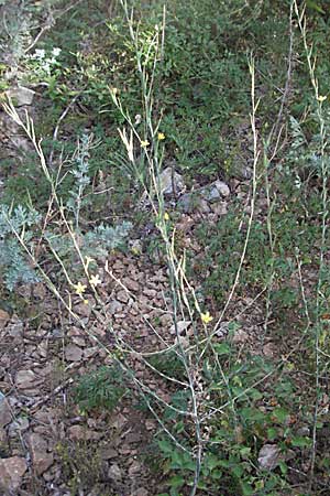 Lactuca viminea subsp. viminea \ Ruten-Lattich / Pliant Lettuce, Kroatien/Croatia Senj 18.7.2007