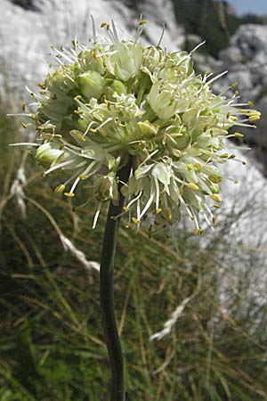 Allium ericetorum \ Gelblichweier Lauch / Heath Garlic, Kroatien/Croatia Gola Plješevica 18.7.2007