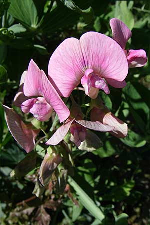 Lathyrus latifolius / Broad-Leaved Everlasting Pea, Croatia Donji Budački 31.5.2008