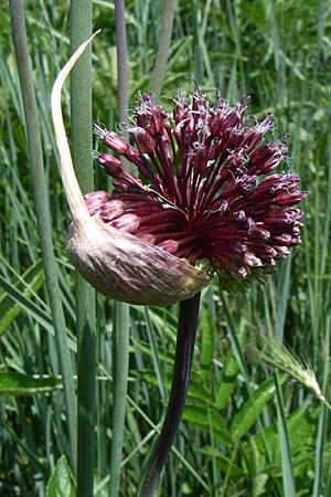 Allium atroviolaceum \ Schwarzviolett-Lauch, Kroatien Knin 2.6.2008